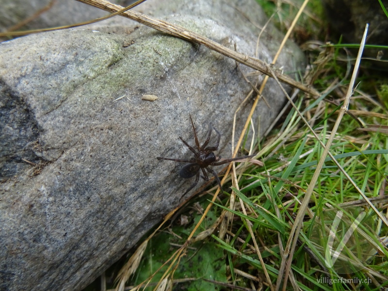 Kellerspinne: Übersicht
